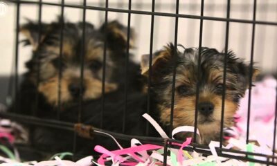 Yorkshire terriers taken from ‘back yard breeding’ operation