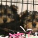 Yorkshire terriers taken from ‘back yard breeding’ operation