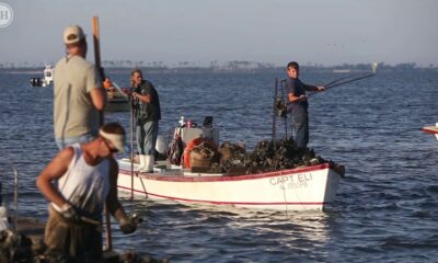 Biloxi Bay yields “good looking oysters”