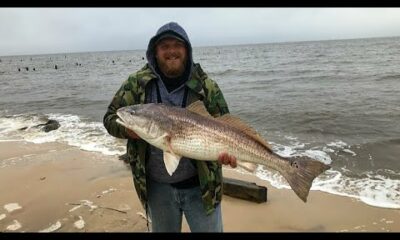 Surf fishing for big bull redfish!