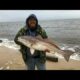 Surf fishing for big bull redfish!