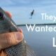 KAYAK FISHING Pascagoula River Marsh in Mississippi. A "FLATS BUGG" was the only Lure they wanted