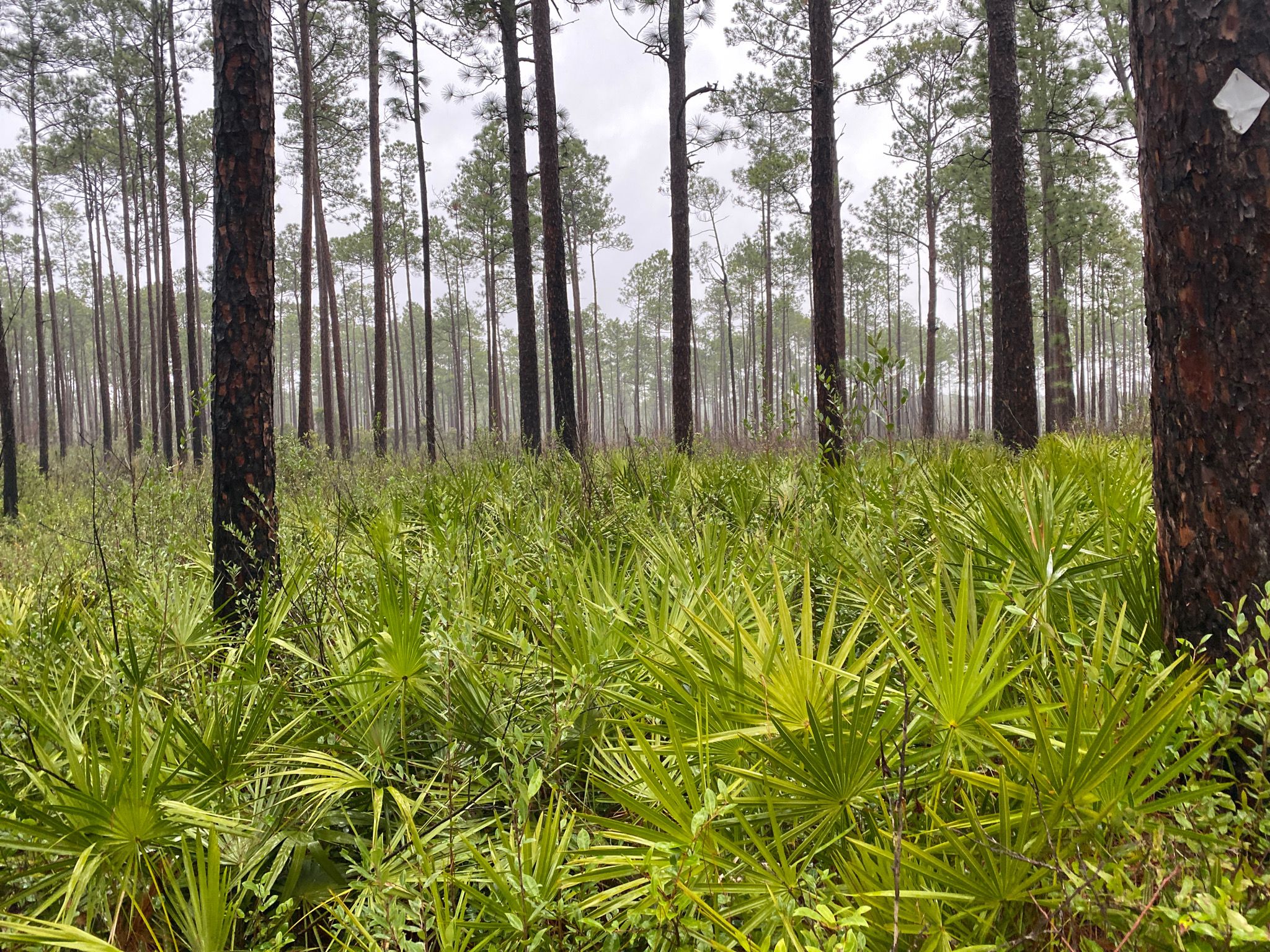 Tuxachanie Trail: A Forest Path To Mississippi Beauty