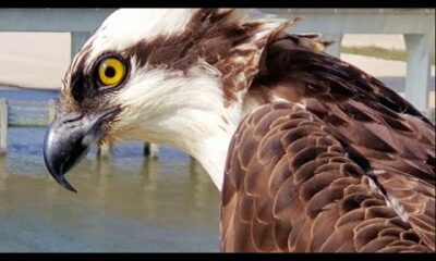 Osprey up close in Biloxi Mississippi / Mississippi Wildlife