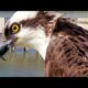 Osprey up close in Biloxi Mississippi / Mississippi Wildlife