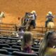 Biloxi Mississippi team roping part 2