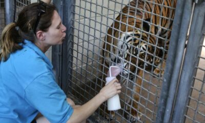 Tiger killed after zoo worker goes into restricted part of enclosure