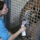 Tiger killed after zoo worker goes into restricted part of enclosure