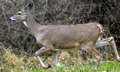 Mississippi deer found emaciated and lethargic tests positive for CWD