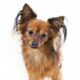 ‘Mudi’? Try a toy: American Kennel Club adds 2 dog breeds