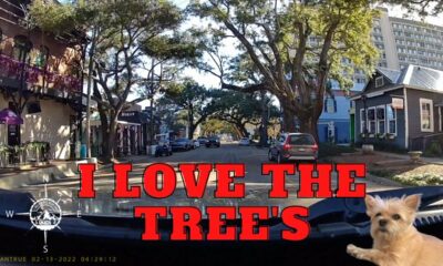 Ocean Springs, Mississippi , I love the tree's #oceansprings  #ilovetrees  #cutisttownonthegulfcoast