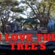 Ocean Springs, Mississippi , I love the tree's #oceansprings  #ilovetrees  #cutisttownonthegulfcoast