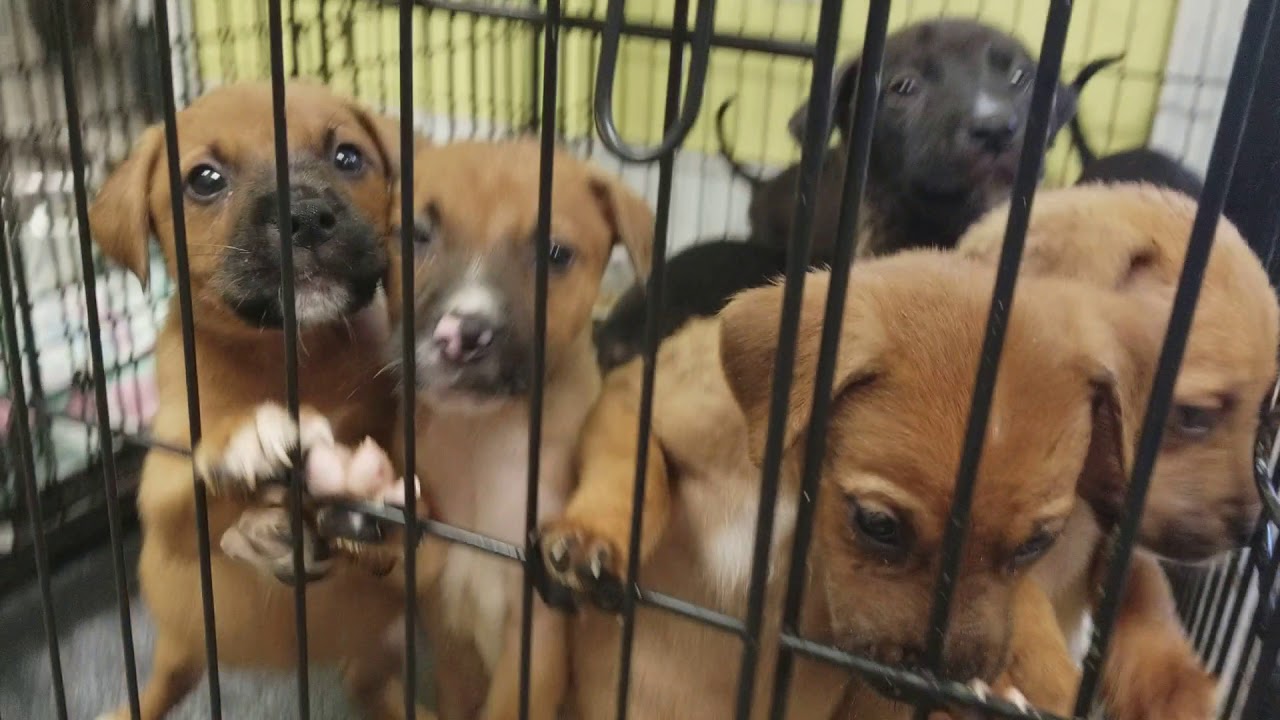 Puppies At Jackson County Animal Shelter In Gautier Ms Biloxi Ms