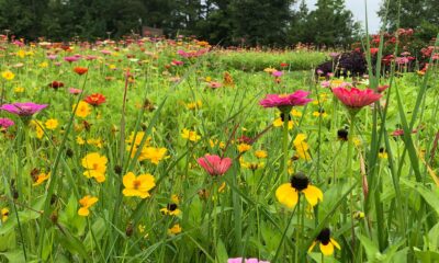 Hike Through A Sea Of Wildflowers In Mississippi