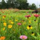 Hike Through A Sea Of Wildflowers In Mississippi