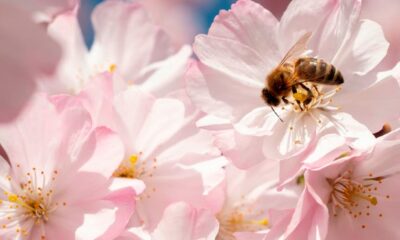 Felder Rushing, spring gardening expert, gives valuable advice and tips