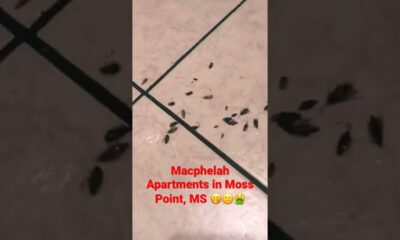 Macphelah Apartments Executing💀 Roaches | Owner/Operator: Nathan Grey x Moss Point Mississippi