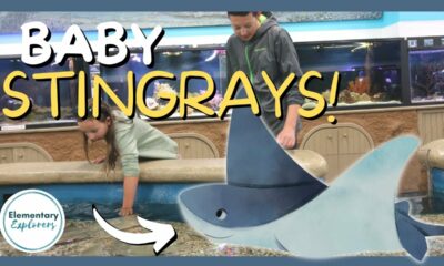 Animal Encounters at Ocean Adventures Marine Park – BABY Stingrays! – Gulfport, Mississippi