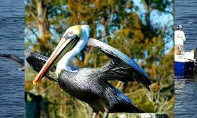 Biloxi Pelican Catches The Fish The Dolphin Was Hunting | Mississippi Wildlife