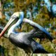 Biloxi Pelican Catches The Fish The Dolphin Was Hunting | Mississippi Wildlife