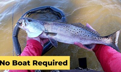 No boat required for these speckled trout! (Gulfport, MS)