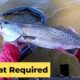 No boat required for these speckled trout! (Gulfport, MS)