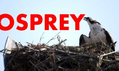 (UPDATE) Osprey fledgling and adult at Biloxi Mississippi Small Craft Harbor | MississippiWildlife