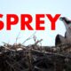 (UPDATE) Osprey fledgling and adult at Biloxi Mississippi Small Craft Harbor | MississippiWildlife