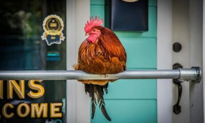 Ocean Springs to honor Carl the Rooster with CarlFest @ Magic Hour