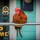 Ocean Springs to honor Carl the Rooster with CarlFest @ Magic Hour