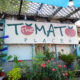 The Tomato Place, a Mississippi treasure