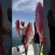 Snapper Season Spearfishing Gulf of Mexico Ocean Springs Mississippi