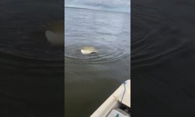 Big stingray in Bay St. Louis