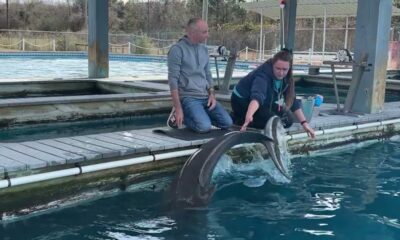 Training With Dolphins at the Institute of Marine Mammal Studies in Gulfport, MS