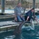 Training With Dolphins at the Institute of Marine Mammal Studies in Gulfport, MS