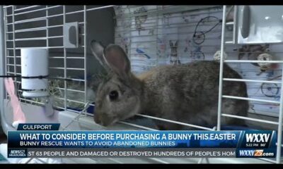 What to consider before purchasing a bunny this Easter