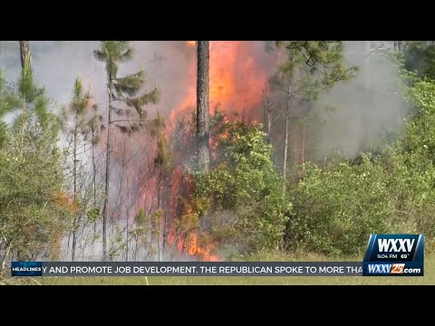 Flames burn part of Desoto National Forest in Harrison County