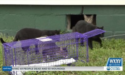 Feral cats an issue in Harrison County