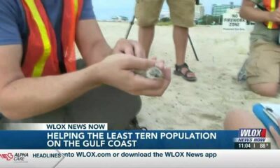 Audubon Center helps the Least Tern population on the Gulf Coast