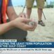 Audubon Center helps the Least Tern population on the Gulf Coast