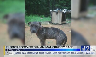 71 dogs recovered in Newton County animal cruelty case