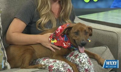 Pet of the Week: Liam is looking for a forever home