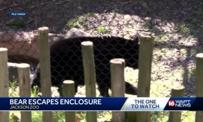 Jackson Zoo Bear Escape