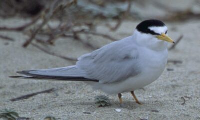 Endangered Least Terns tagged for future studies