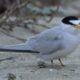 Endangered Least Terns tagged for future studies