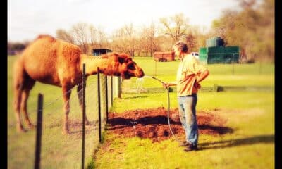 Forrest County deputies bring home Clyde the Camel safely