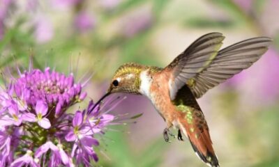 Focused on Mississippi: Are there fewer hummingbirds this season?