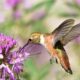 Focused on Mississippi: Are there fewer hummingbirds this season?