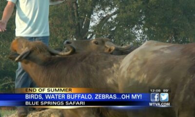 Video: Blue Springs Safari is great place to visit in North Mississippi before the summer ends