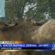 Video: Blue Springs Safari is great place to visit in North Mississippi before the summer ends